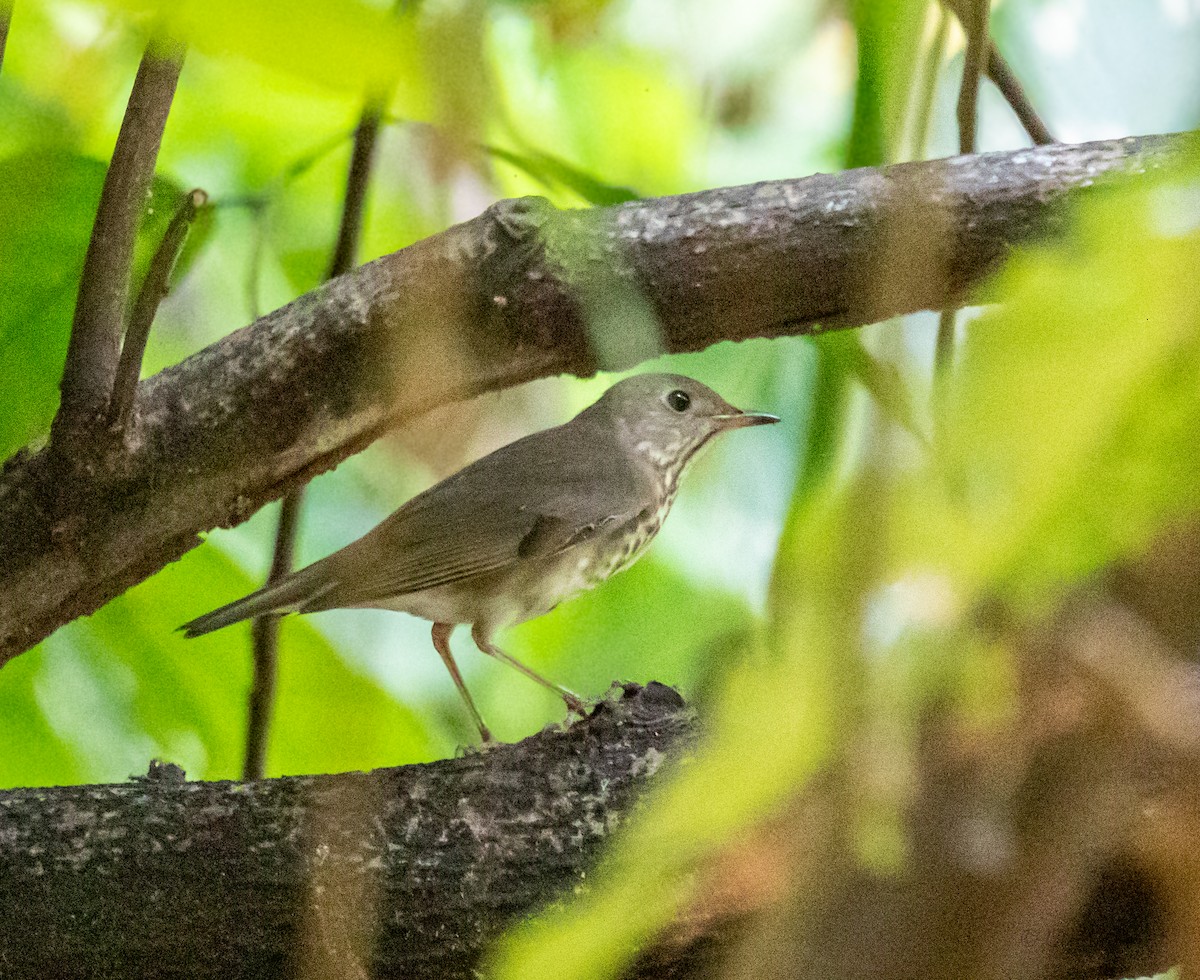 Gray-cheeked Thrush - Uriel Mtnez