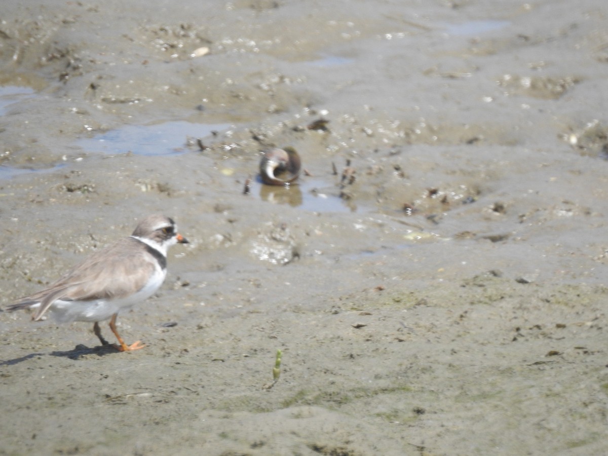 Semipalmated Plover - ML618799645