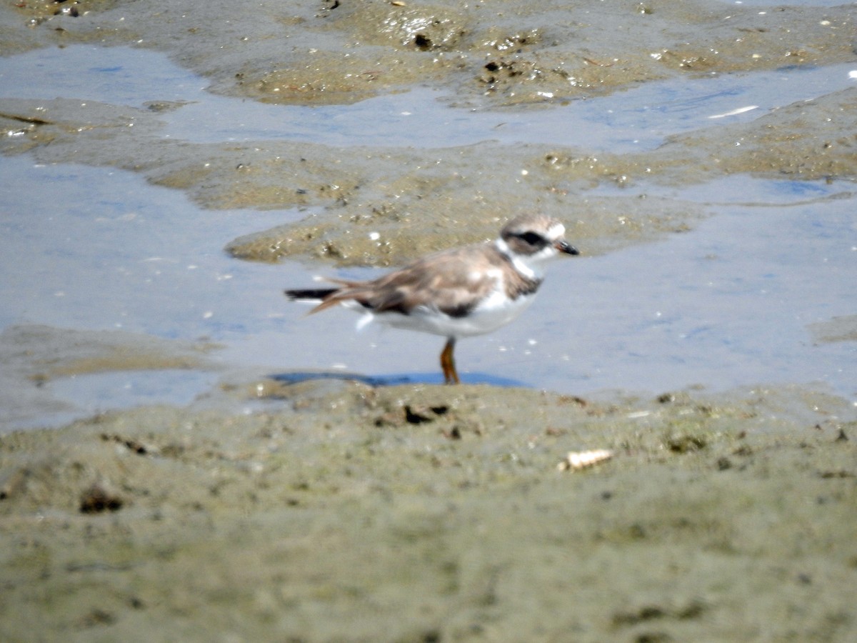 Semipalmated Plover - ML618799646