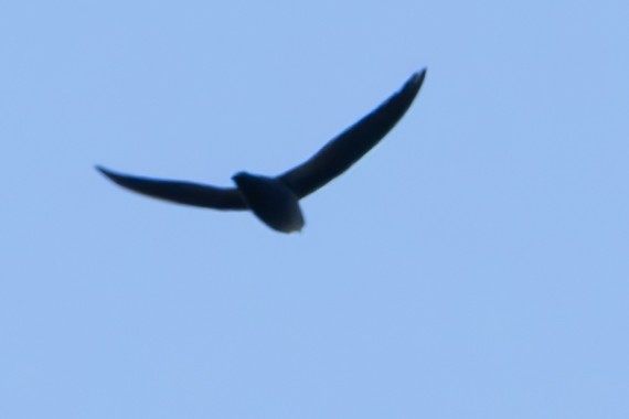 Chimney Swift - John Salisbury