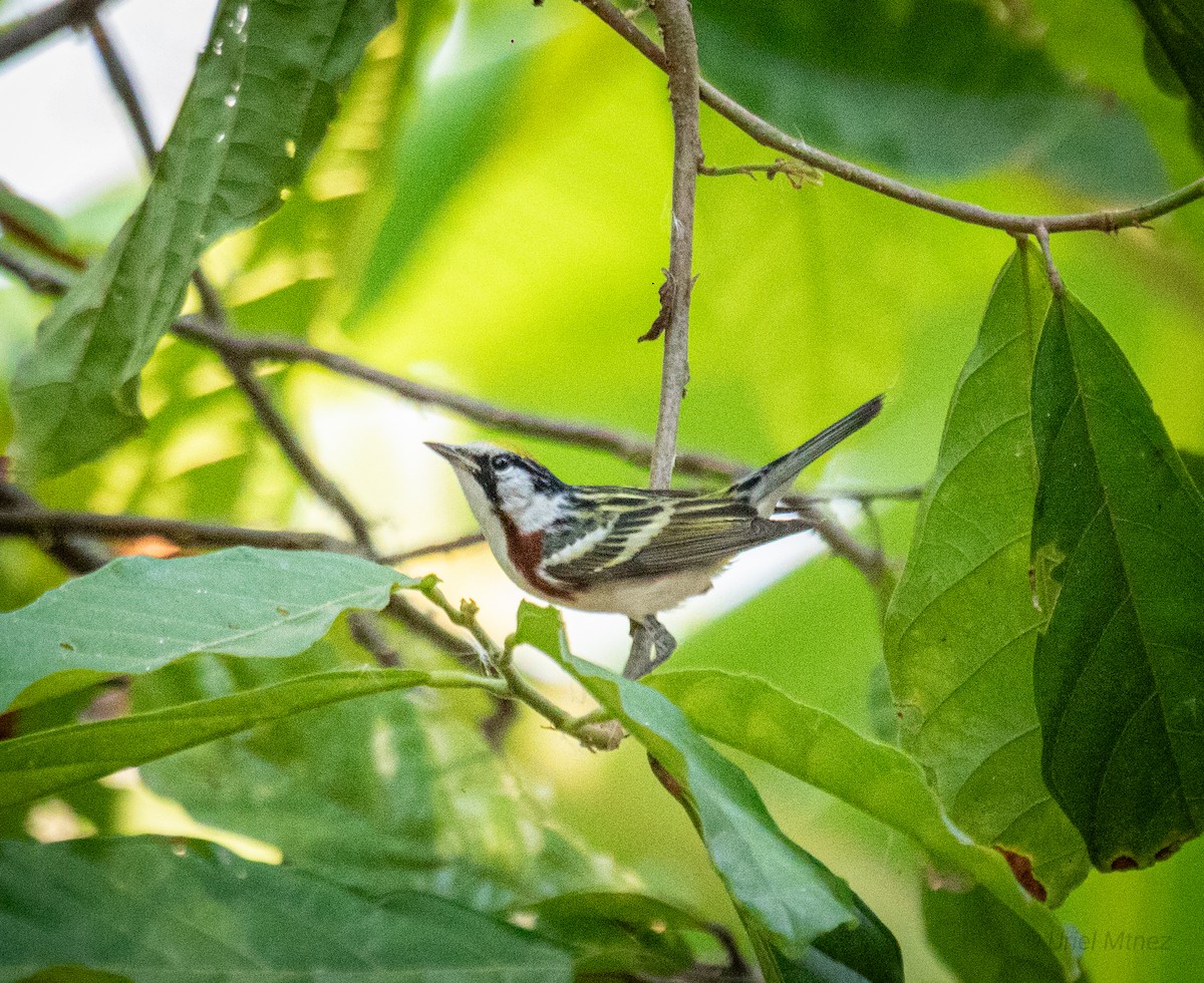 Chestnut-sided Warbler - Uriel Mtnez