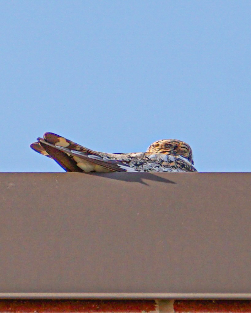 Common Nighthawk - Drake Thomas