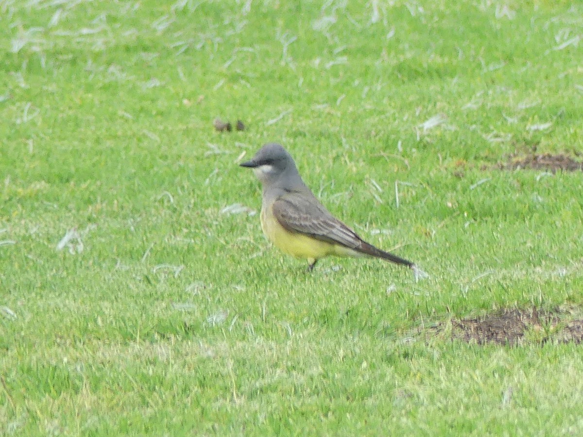 Cassin's Kingbird - Jeanine Merrill