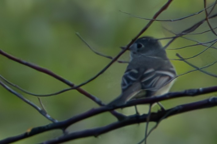 Dusky Flycatcher - John Salisbury