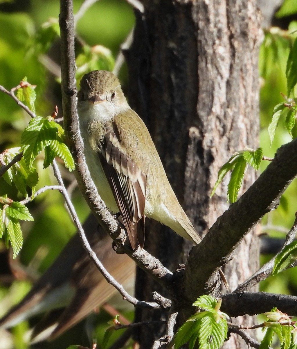 Least Flycatcher - Valentina Roumi