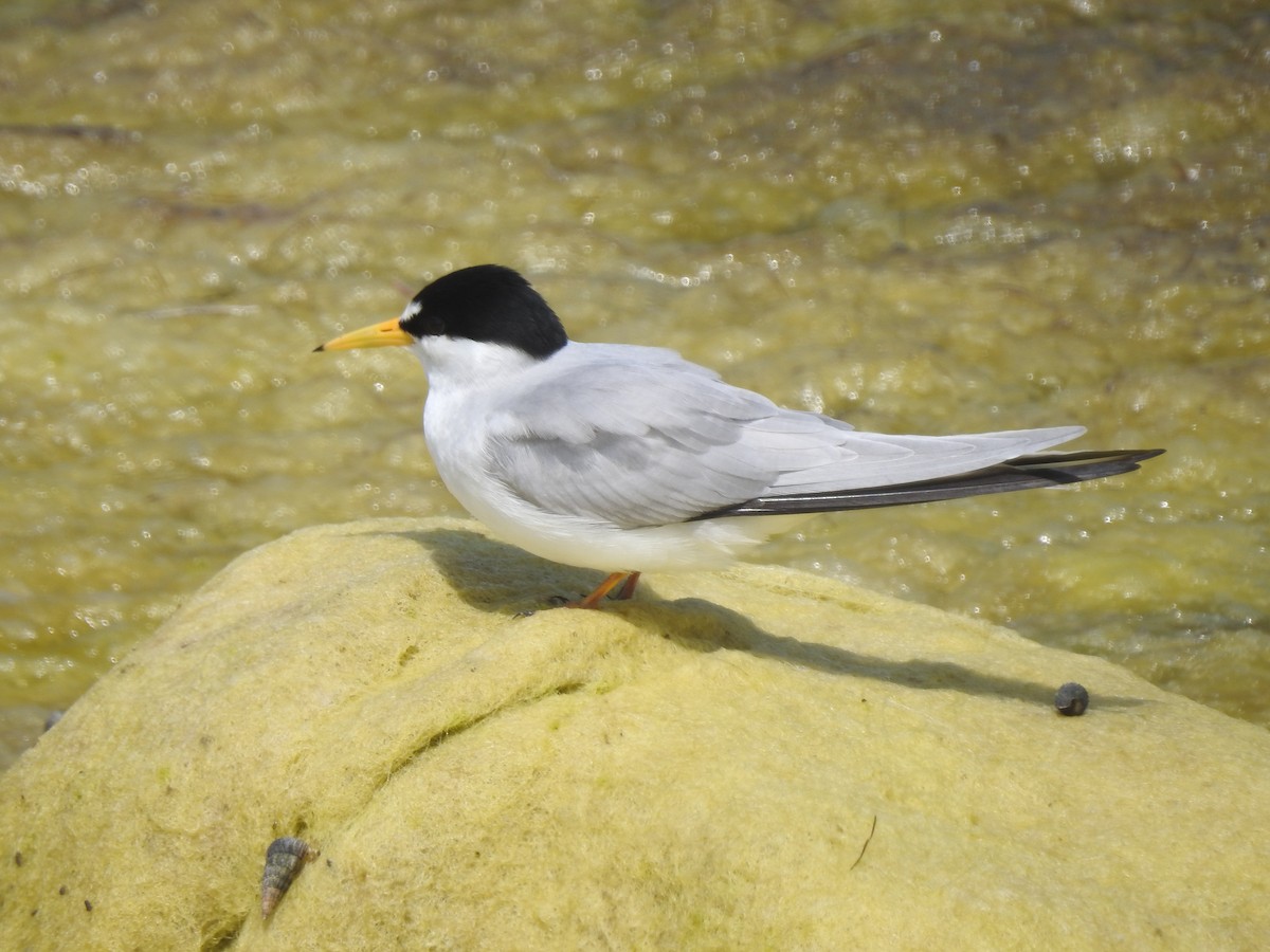 Least Tern - Layton Pace