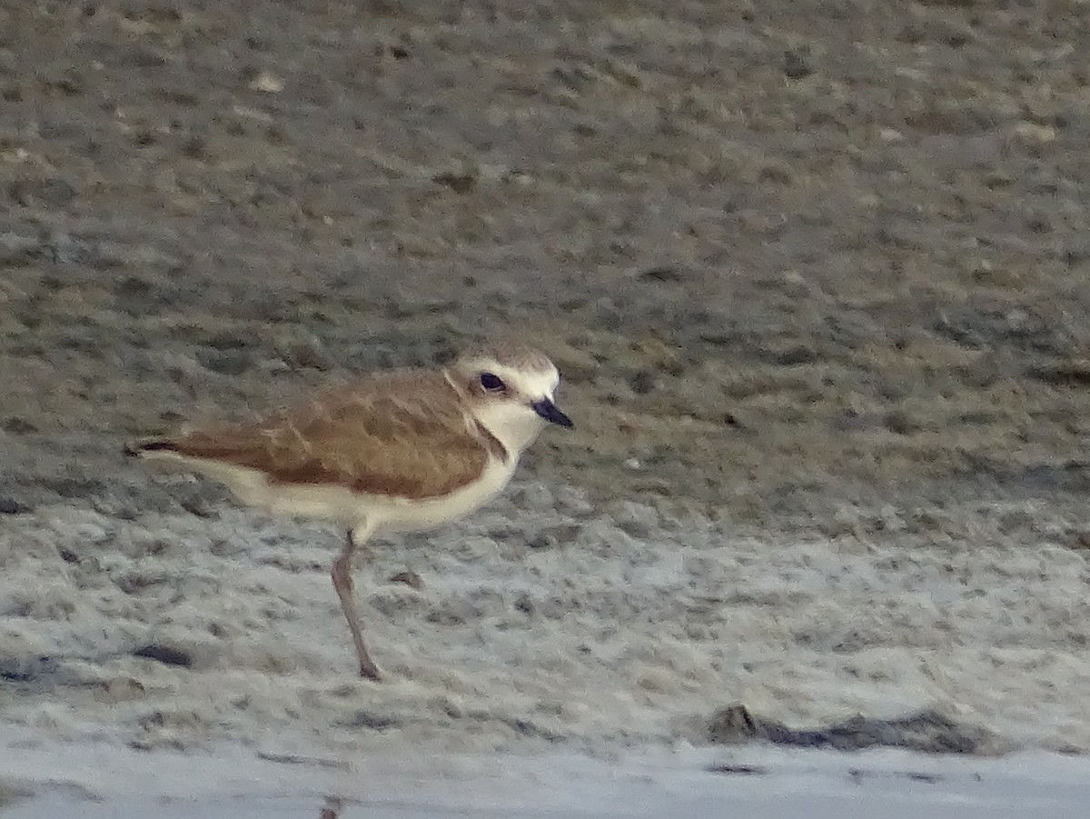 Kentish Plover - Sri Srikumar