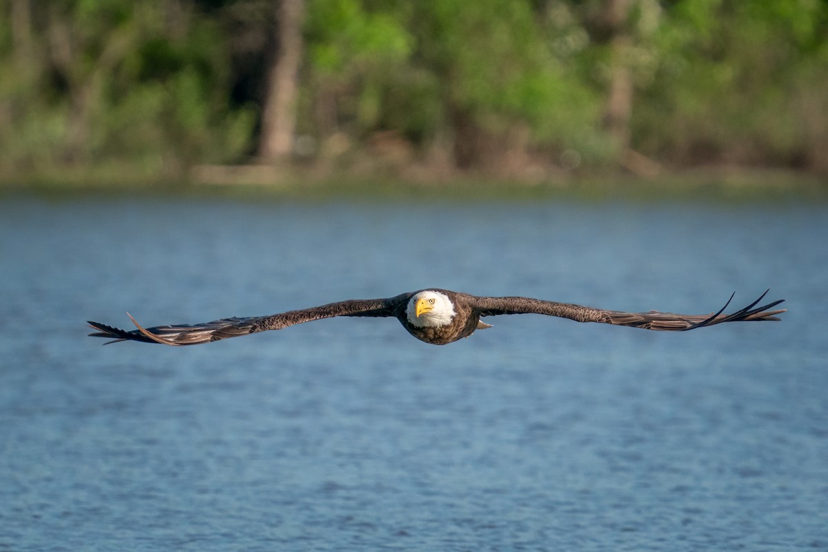 Bald Eagle - Rick Wilhoit