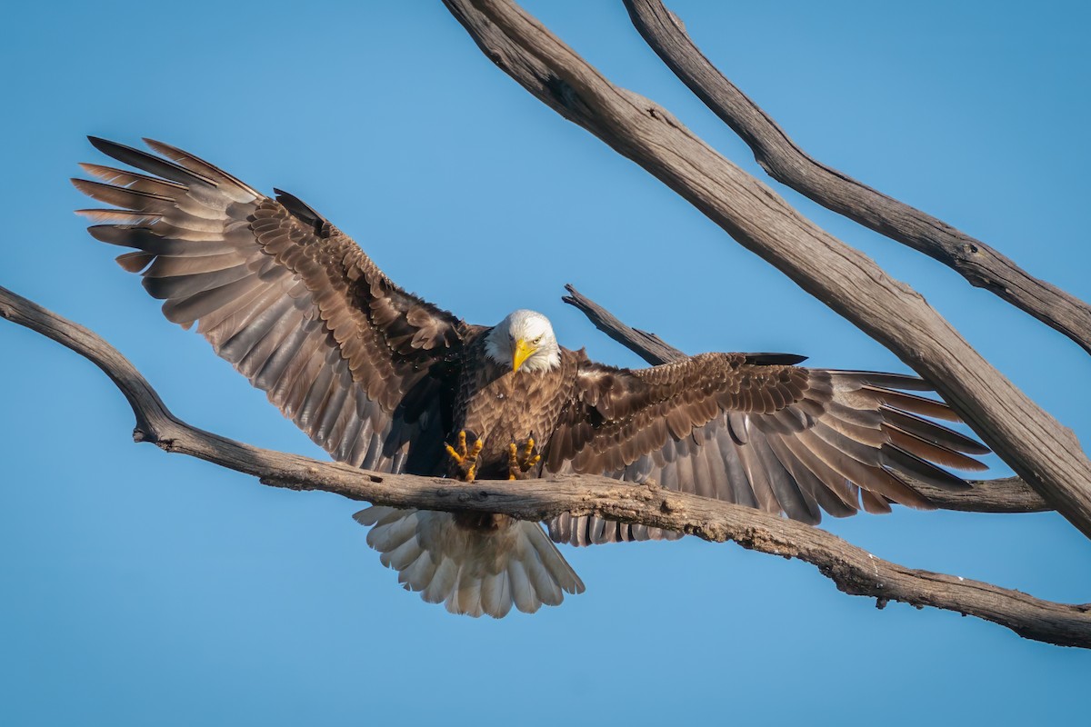 Bald Eagle - Rick Wilhoit