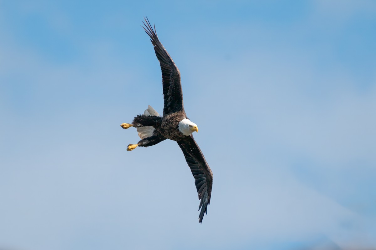 Bald Eagle - Rick Wilhoit