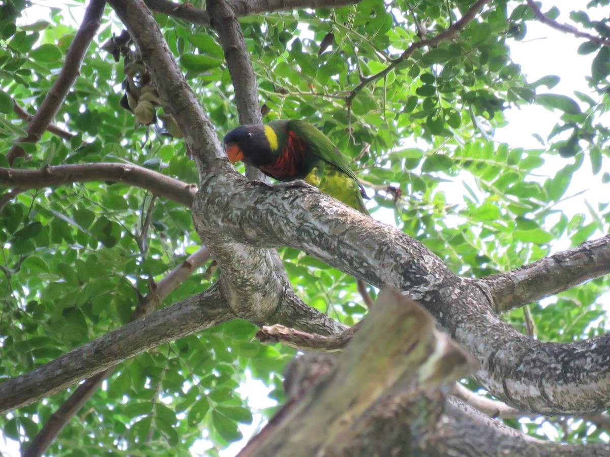新幾內亞彩虹吸蜜鸚鵡 - ML618799742