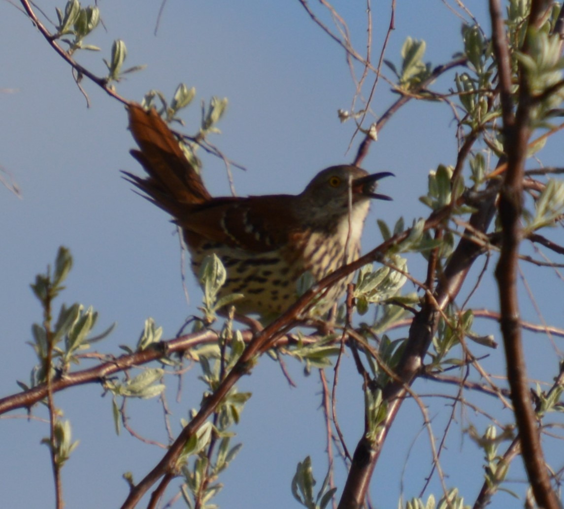 Brown Thrasher - Liz Almlie