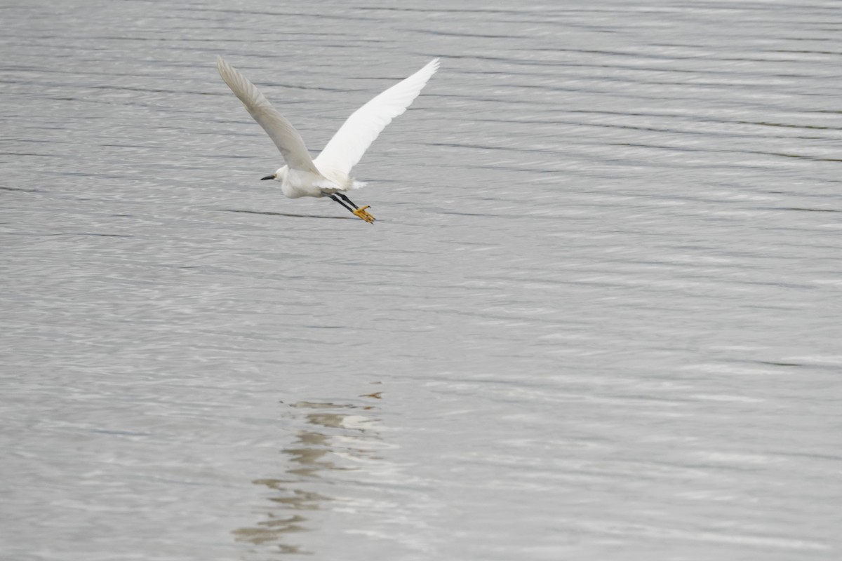 Snowy Egret - Kristy Dhaliwal