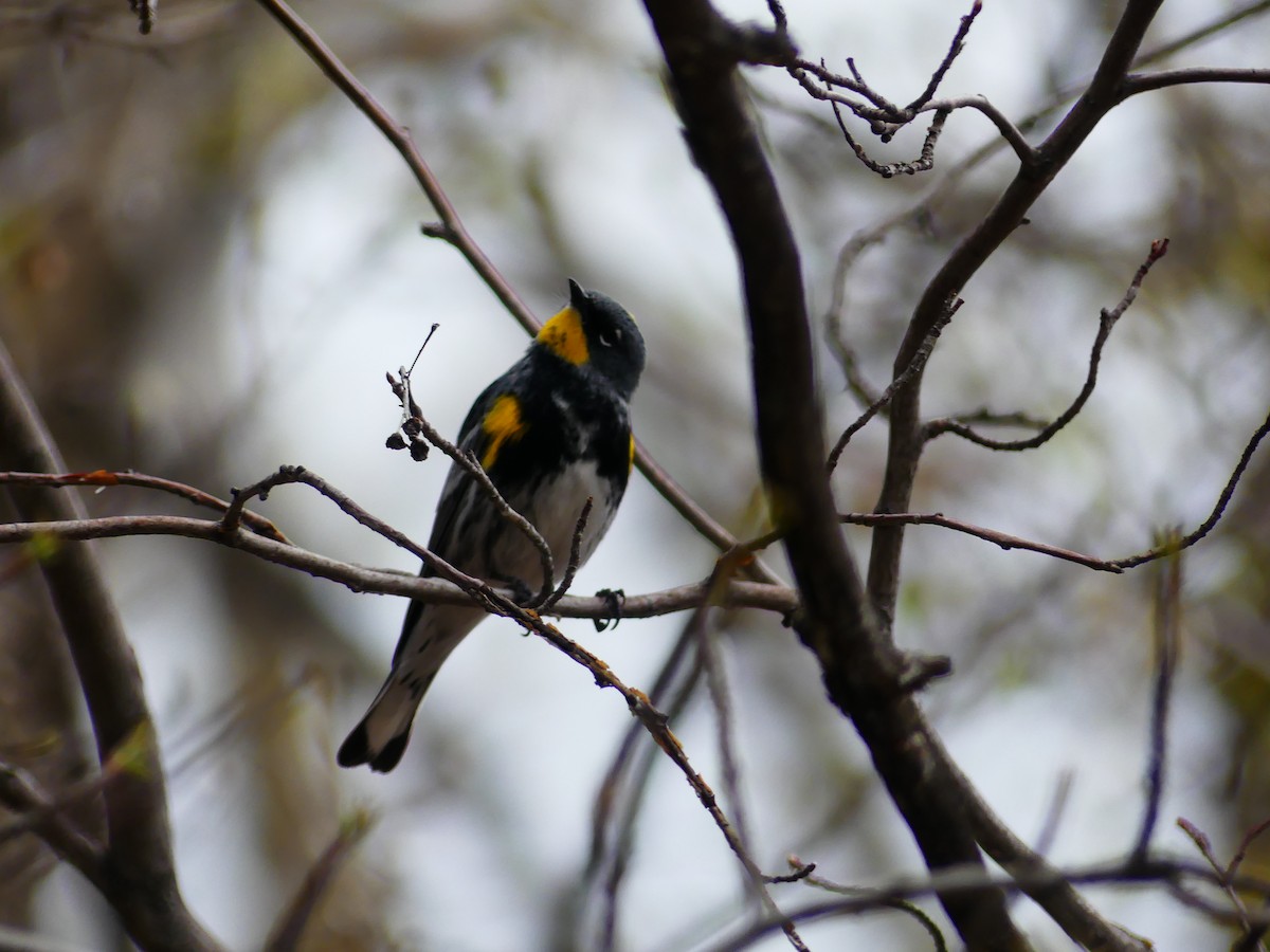 Yellow-rumped Warbler - ML618799763