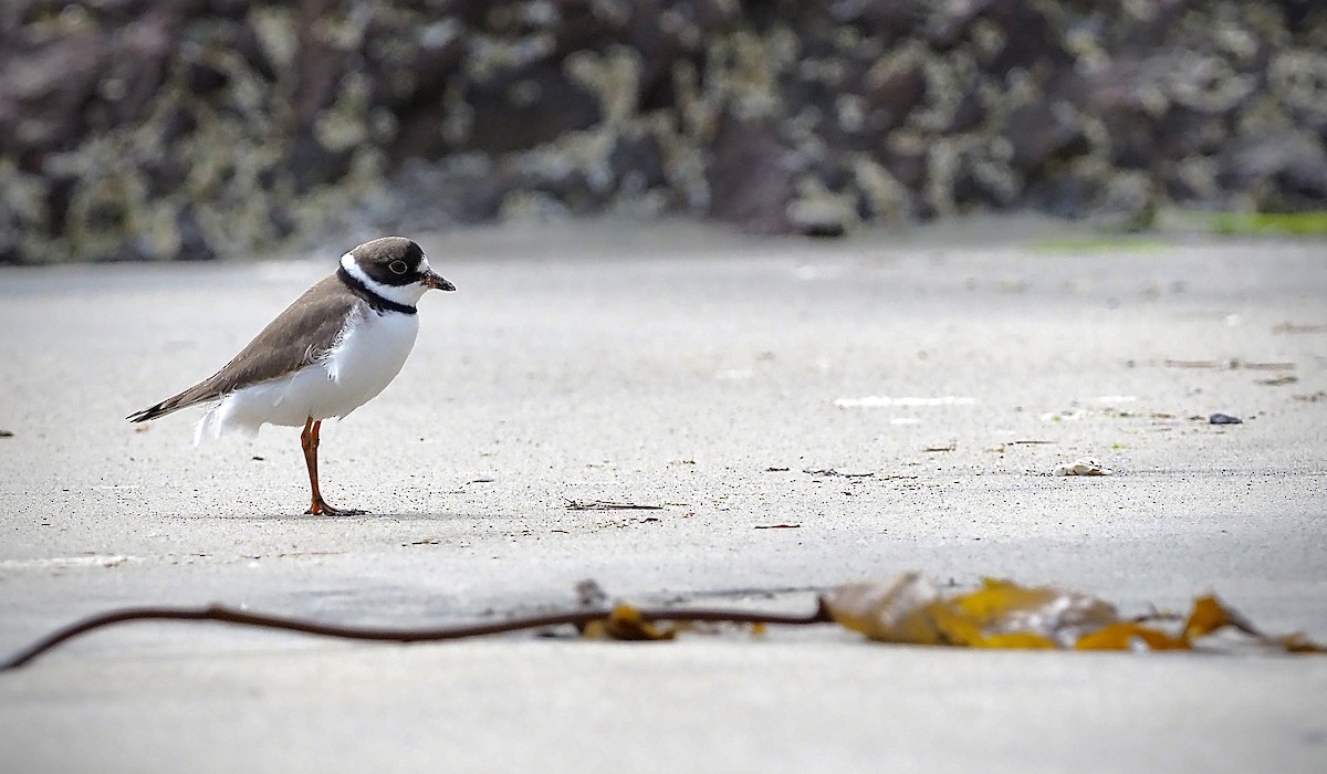 Semipalmated Plover - Colin Hill