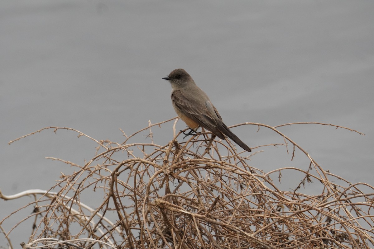 Say's Phoebe - Kristy Dhaliwal