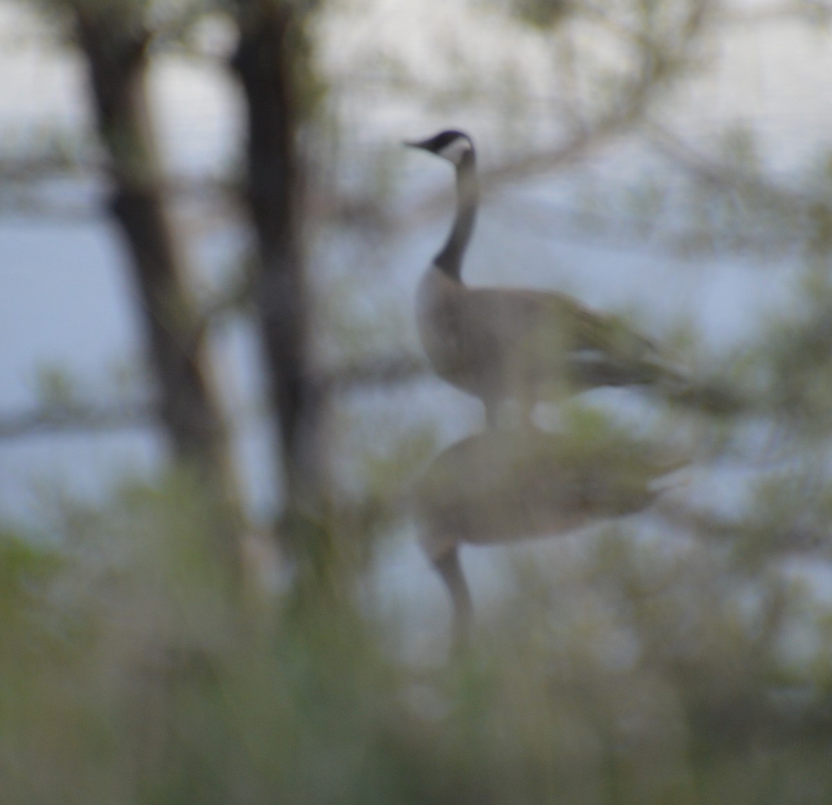 Canada Goose - Liz Almlie