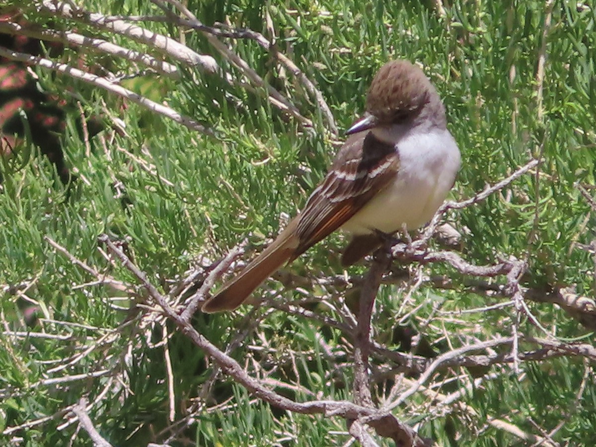 Ash-throated Flycatcher - J.A. Jensen