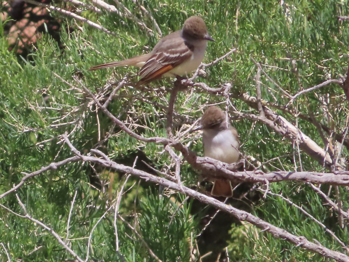 Ash-throated Flycatcher - ML618799792