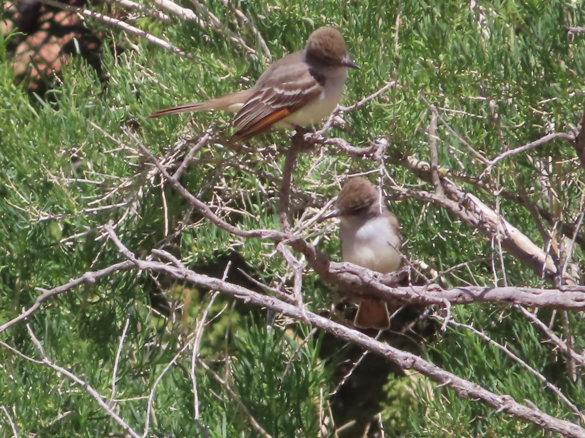 Ash-throated Flycatcher - J.A. Jensen