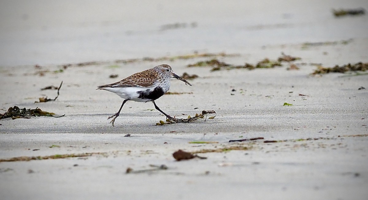 Dunlin - ML618799796