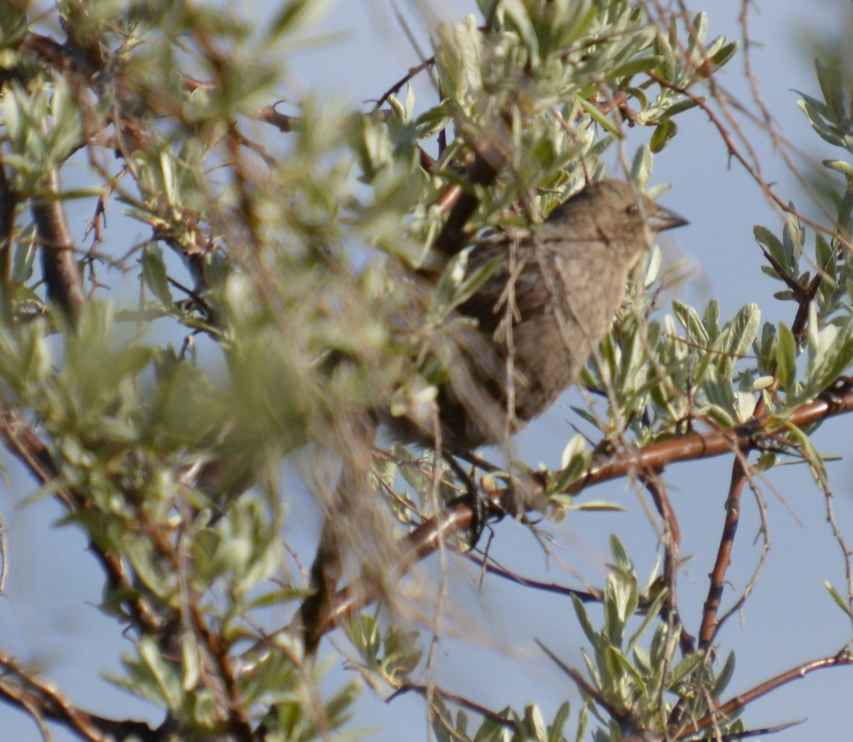 Brown-headed Cowbird - Liz Almlie