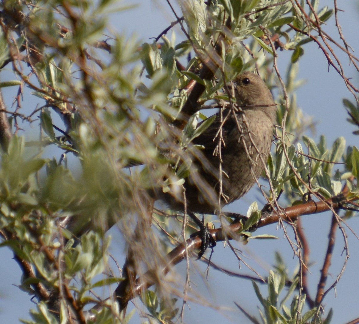 Brown-headed Cowbird - Liz Almlie