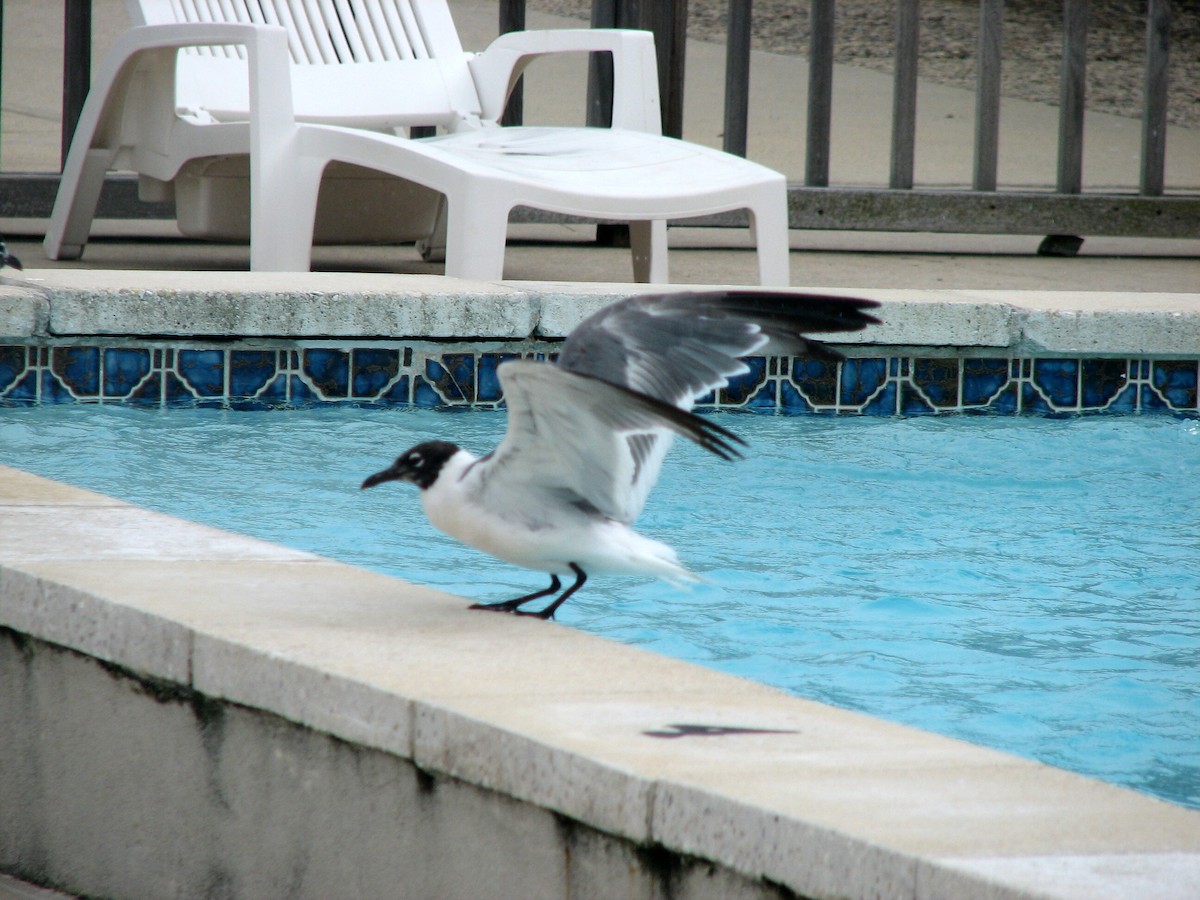 Laughing Gull - ML618799807