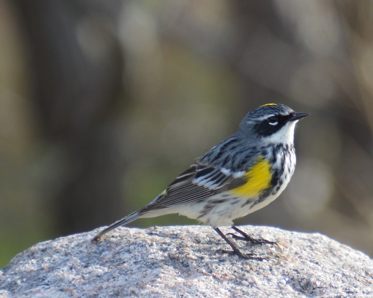 Yellow-rumped Warbler - Liz Almlie