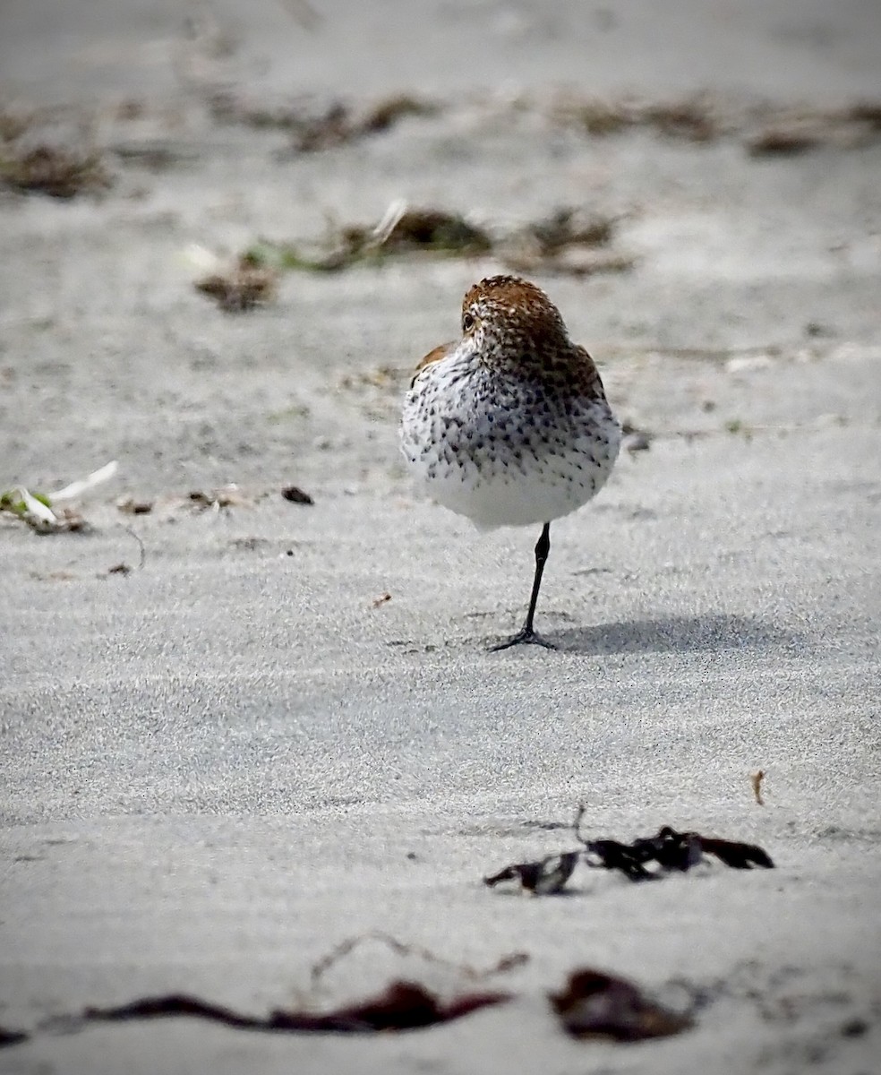 Western Sandpiper - Colin Hill