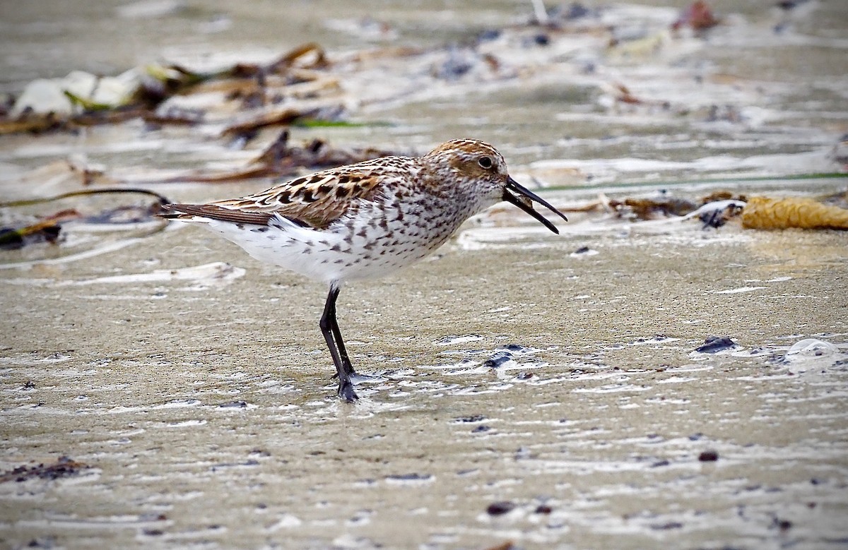 Western Sandpiper - Colin Hill