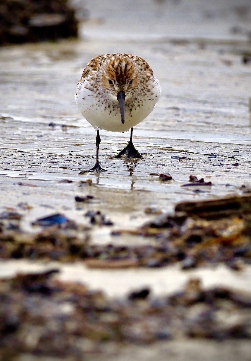 Western Sandpiper - ML618799815