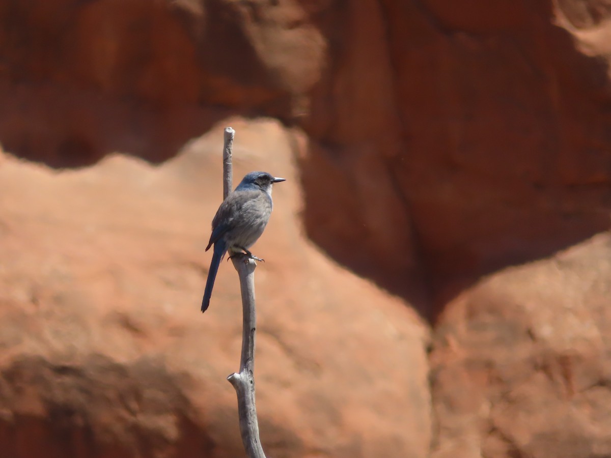 Woodhouse's Scrub-Jay - ML618799820