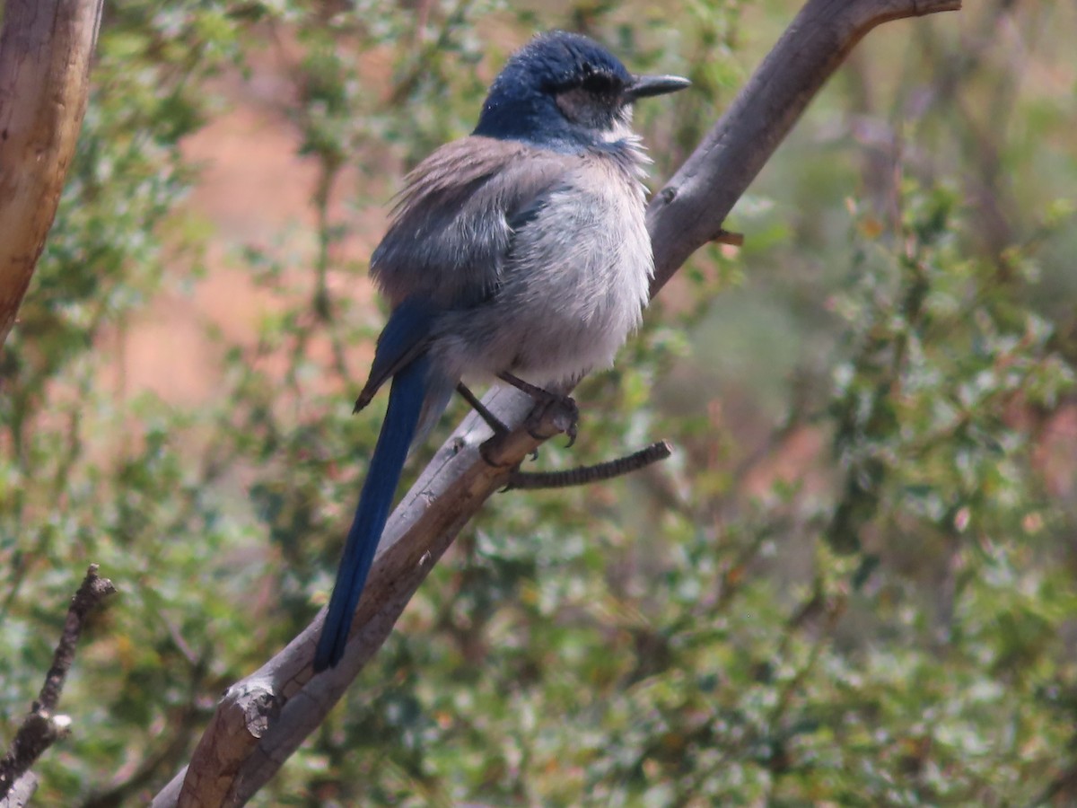 Woodhouse's Scrub-Jay - ML618799822