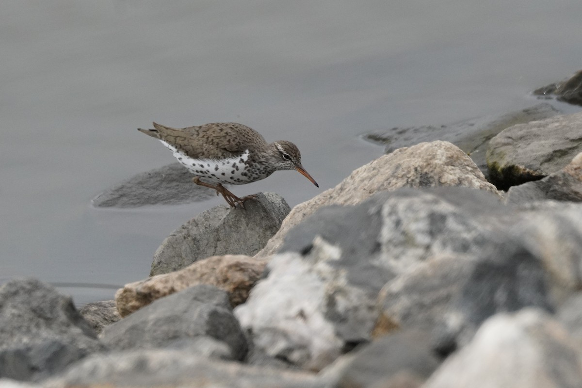 Spotted Sandpiper - Kristy Dhaliwal