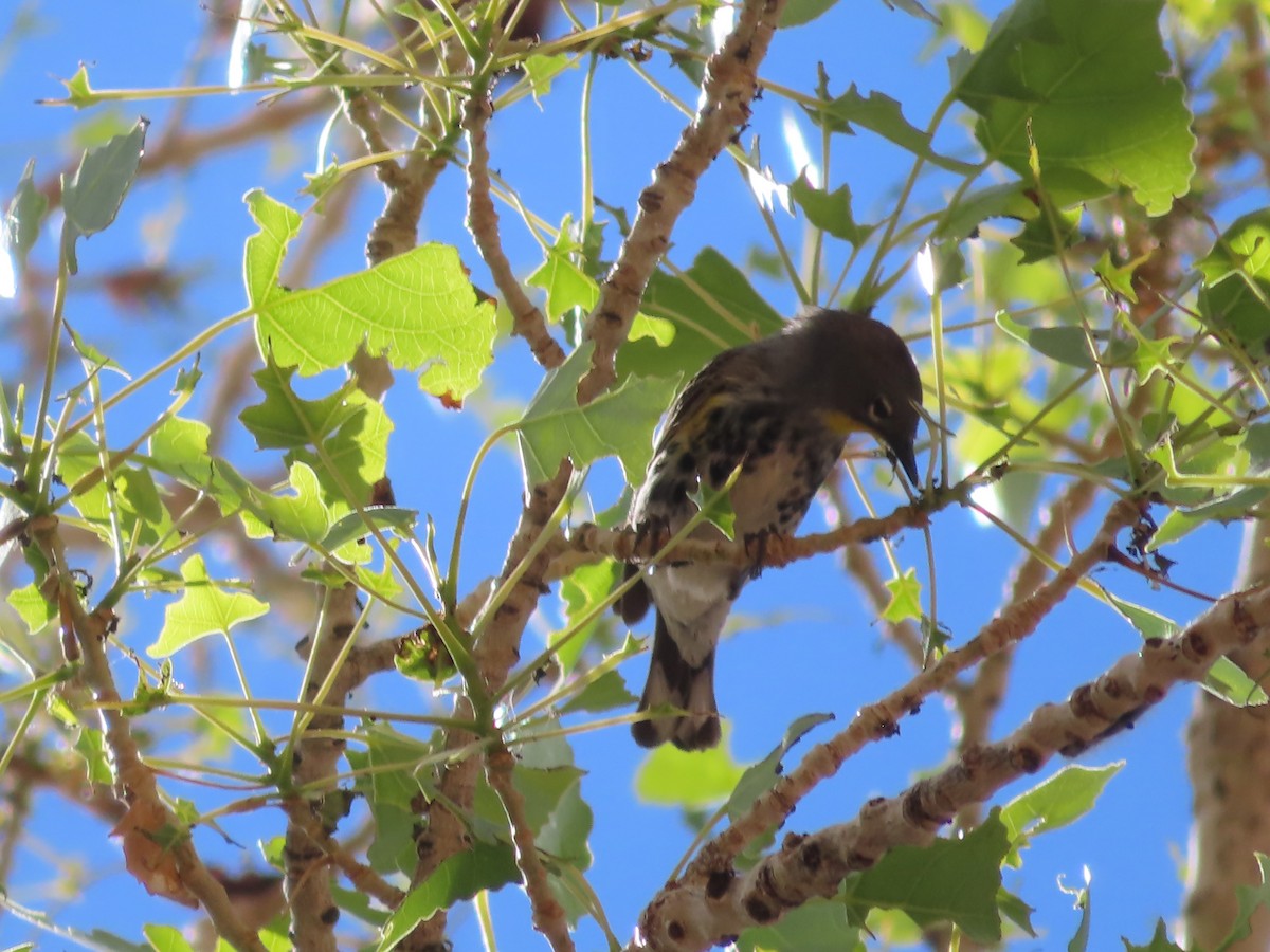 Yellow-rumped Warbler - J.A. Jensen