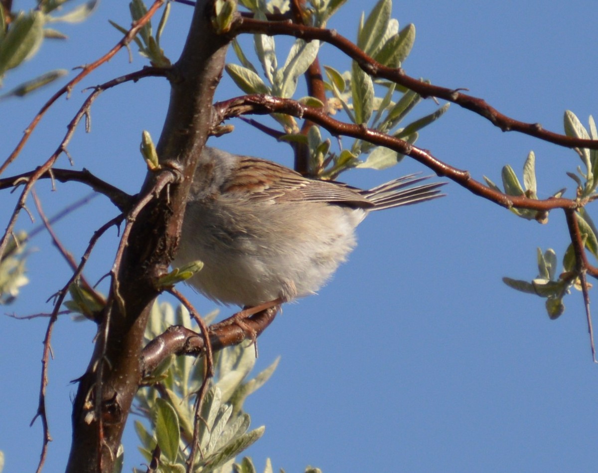 Field Sparrow - Liz Almlie