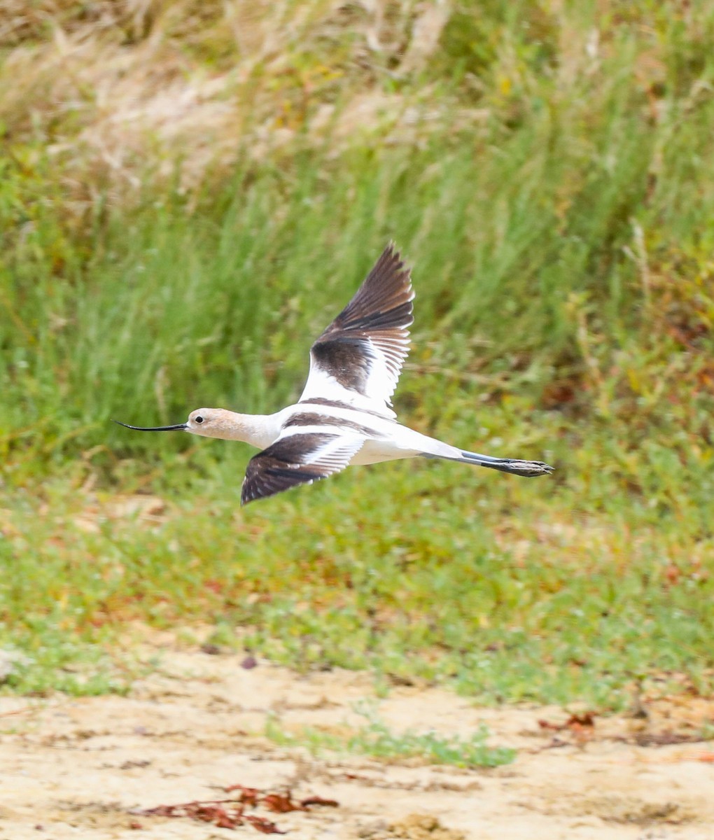 Avocette d'Amérique - ML618799848