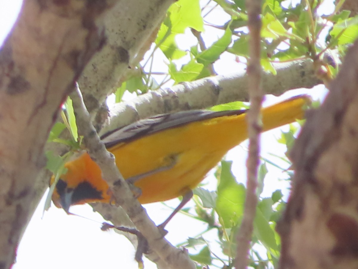 Bullock's Oriole - ML618799860