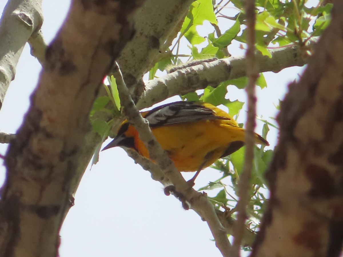 Bullock's Oriole - ML618799862
