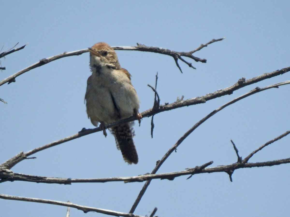 House Wren - Layton Pace