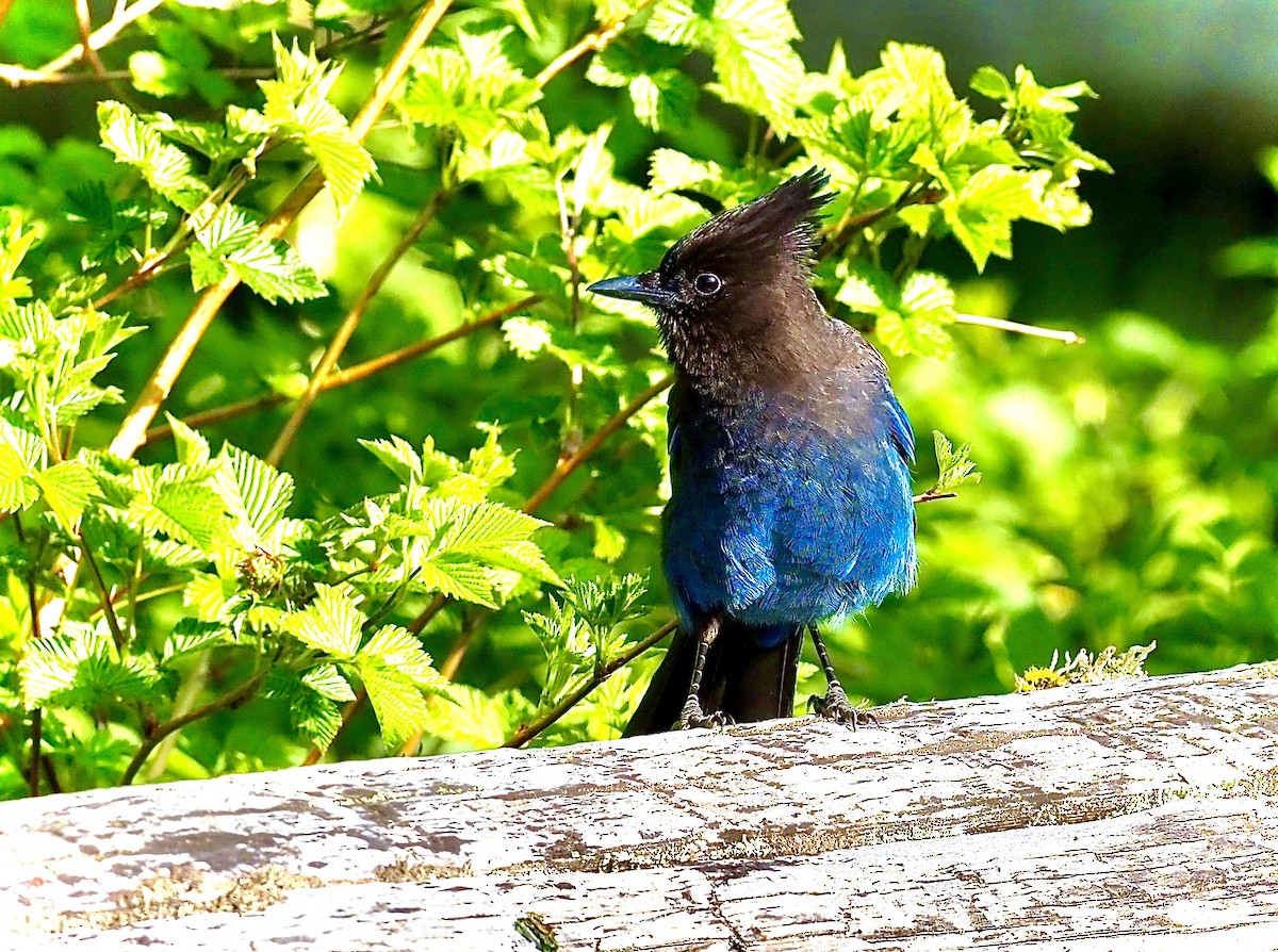 Steller's Jay - ML618799867