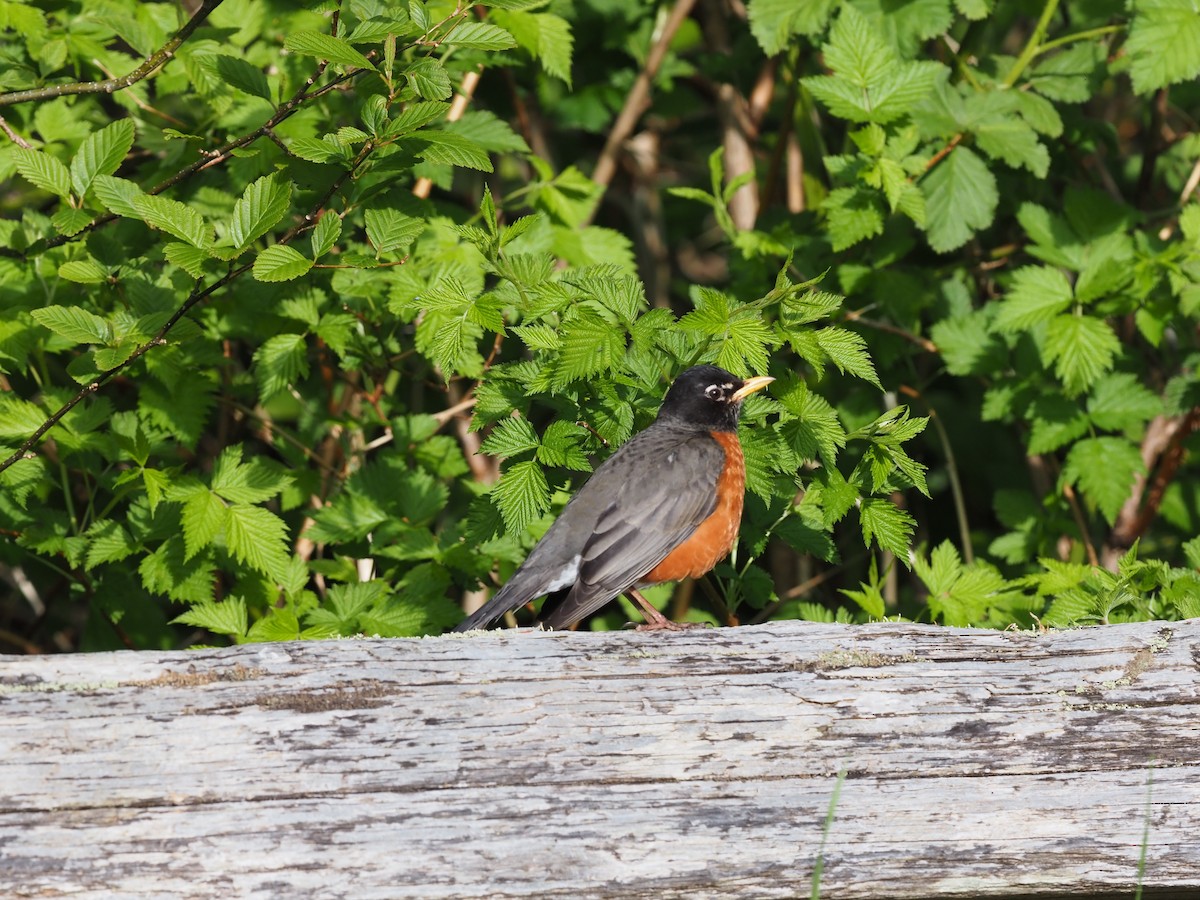 American Robin - ML618799874