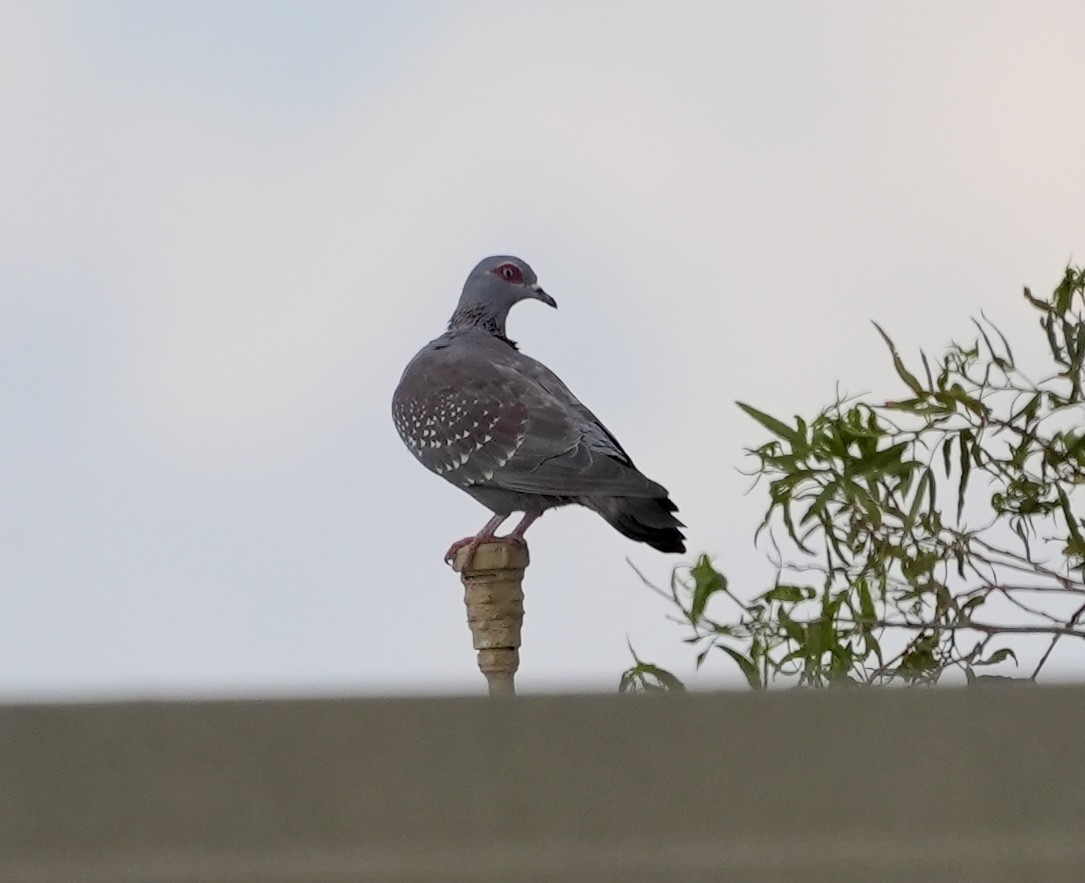Speckled Pigeon - Anthony Schlencker