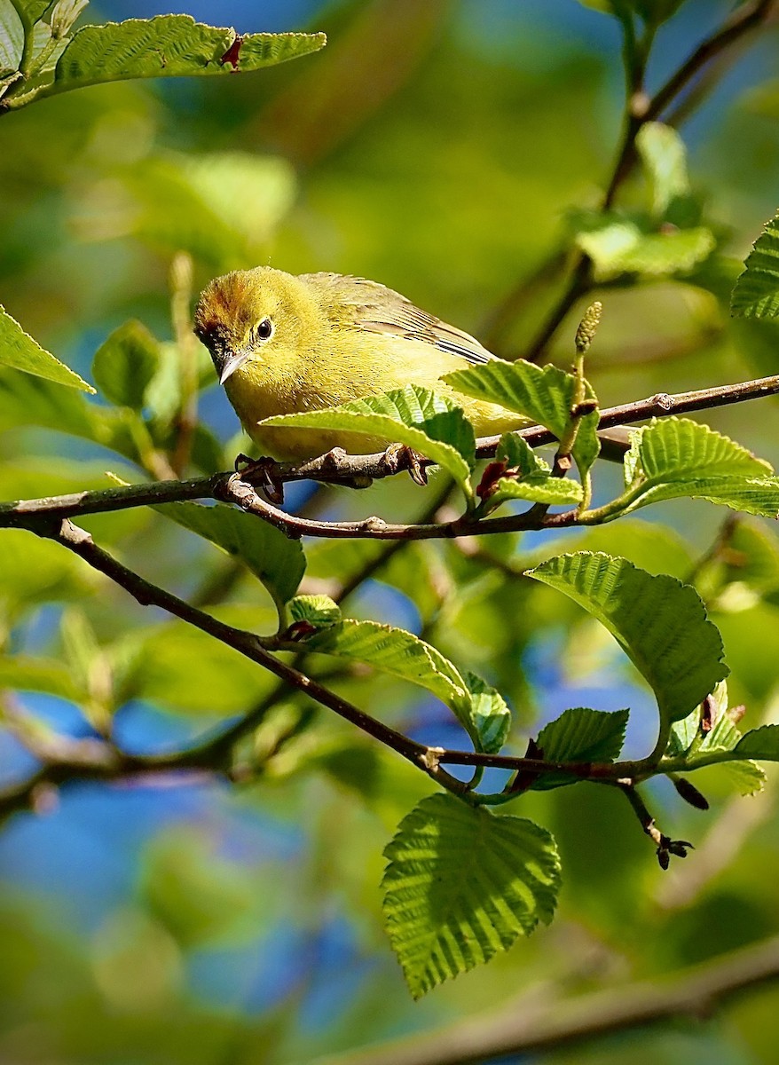 Orange-crowned Warbler - Colin Hill