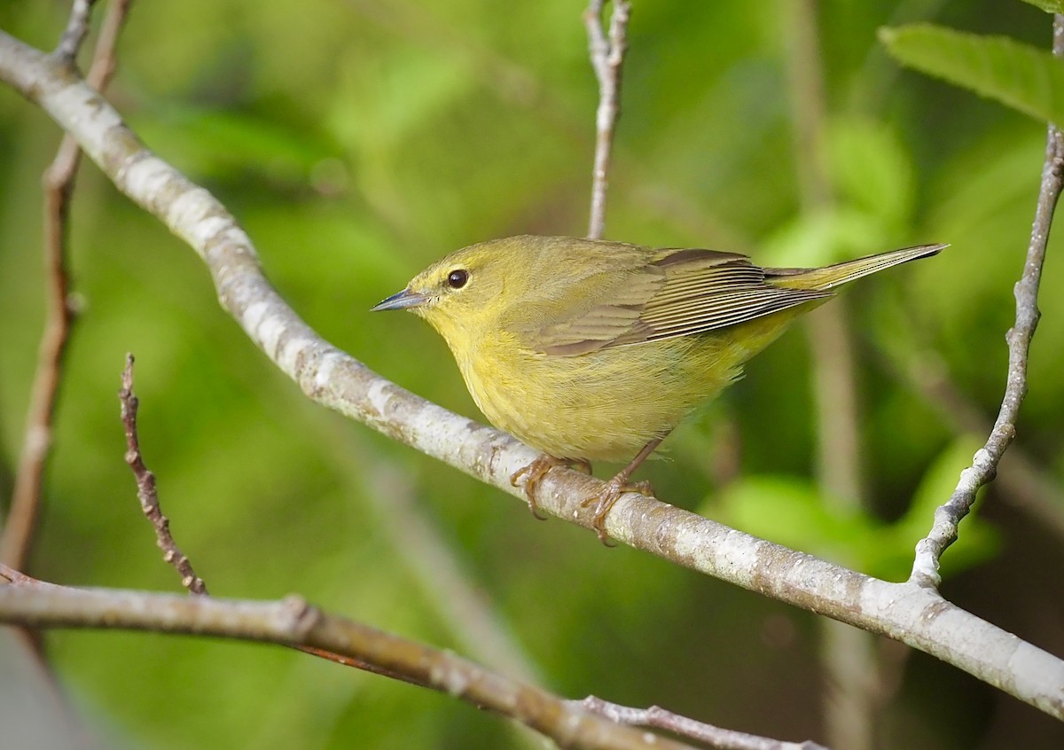 Orange-crowned Warbler - Colin Hill