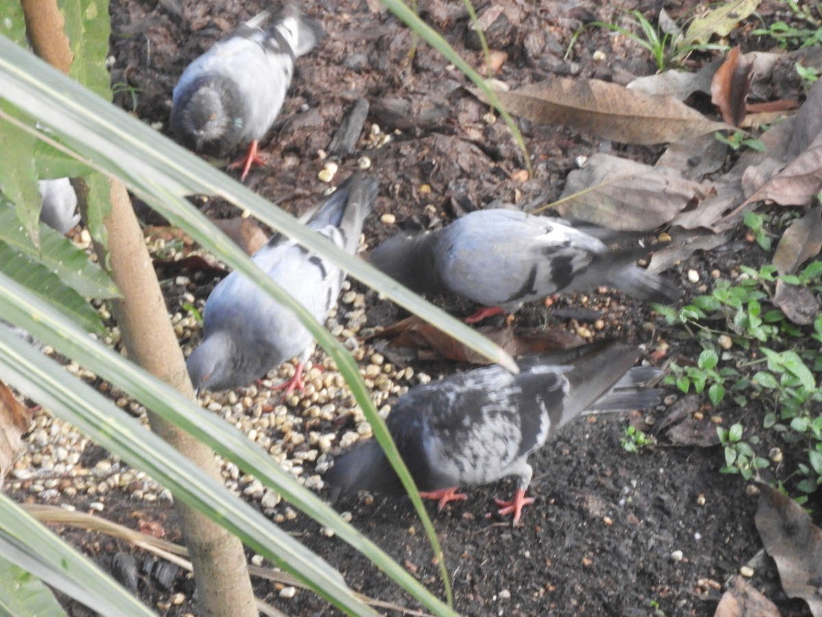 Rock Pigeon (Feral Pigeon) - Maria Corriols