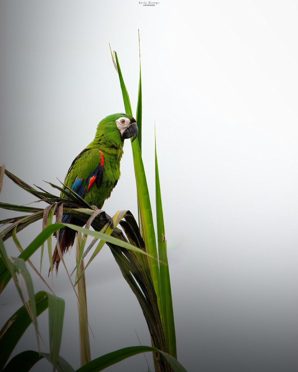 Chestnut-fronted Macaw - ML618799911
