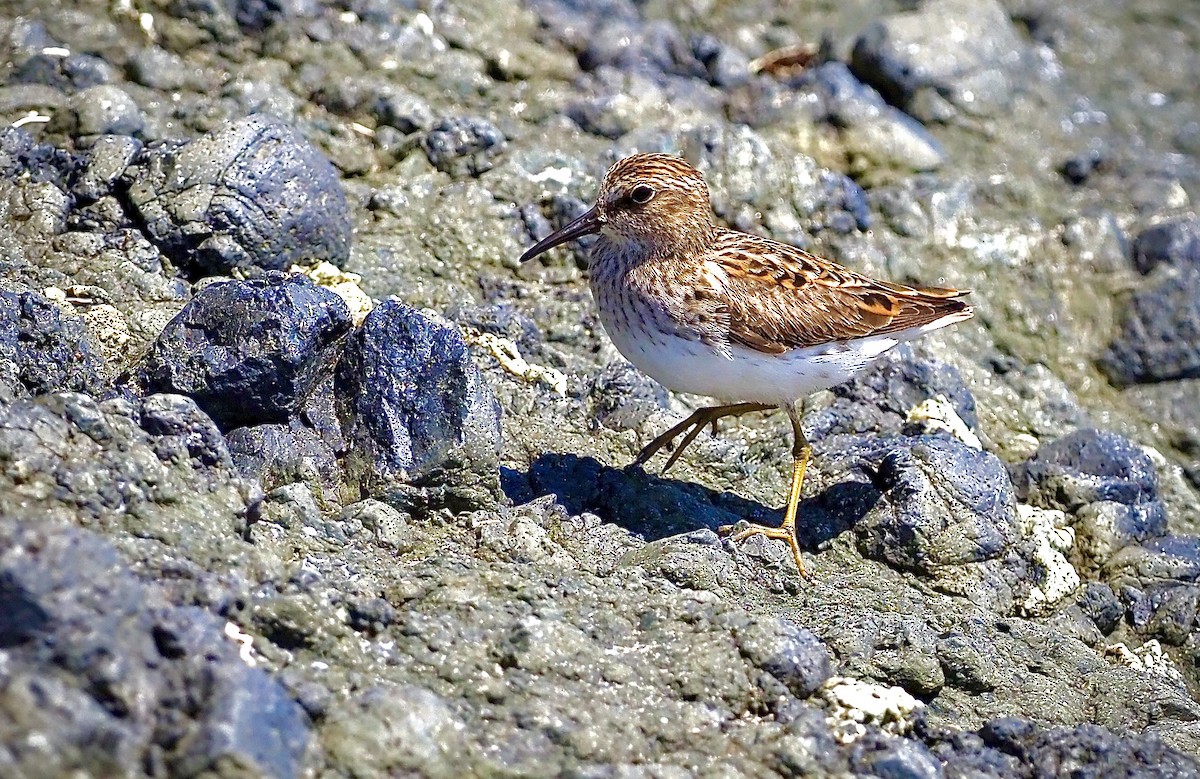 Least Sandpiper - Colin Hill