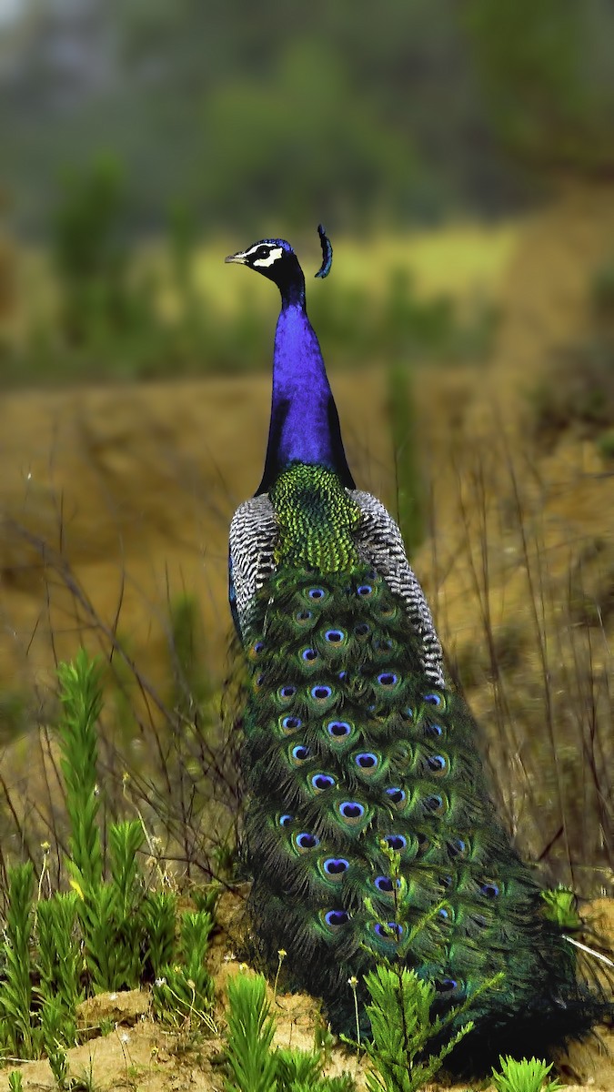 Indian Peafowl - Rajesh Soni